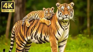 🌿 4K Animal Kingdom 🌍 Tranquil Wildlife Exploration with Calming Music