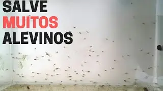 Dica pra salvar seus alevinos de Guppys / Guppies / Lebistes