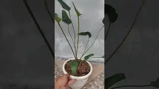 anthurium cerrobaulense