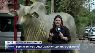 PEDRAS DA VESICULA DE BOI VALEM MAIS QUE OURO