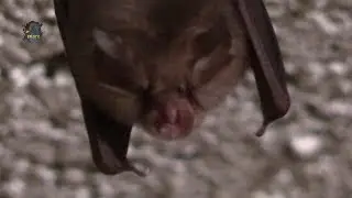 PETIT Rhinolophe/Automne/Rhinolophus hipposideros ! BRUITX