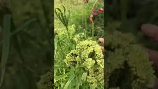എന്താണെന്ന്  മനസിലായോ ? / Guess the plant / reemz