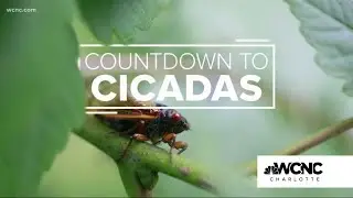 Brood X Cicadas are set to reappear in 15 states