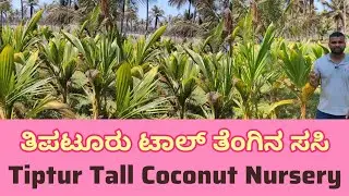 ತಿಪಟೂರು ಟಾಲ್ ತೆಂಗಿನ ಸಸಿ Tiptur Tall Coconut Nursery