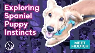 Fiddich Case Study  ❘ Cocker Spaniel Puppy learns to trust his Instincts