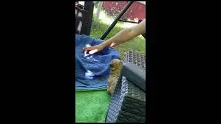 Happy Havanese Puppy Shorts Video - #shorts Fanny Dog