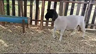 CARNEIRO BONITO AI PESSOAL E DEIXE UM COMENTÁRIO