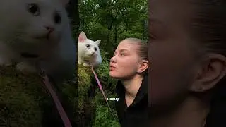 Артикул #WW275092 (копируй с WW) #cat #веселыекоты #котики