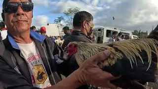 BOSS JEROME NG NUEVA ECIJA MURA MAGBENTA 1KTO 1500 LANG SOLID PA MGA MANOK!