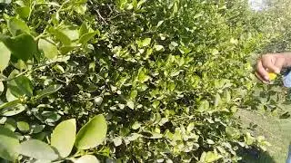 پاکستان کی اپنی دھرتی کا دیسی لیموں