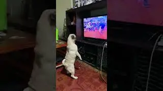Pug watching tv like a human😯#trending  #pug #dog  #new  #pets #shorts #short #shortvideo #cute