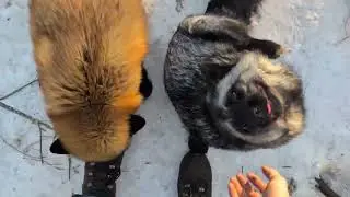 Foxes wait in line for attention