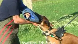 Vyatkins' Ezh - bitework at 6 mo with Stefan Alf