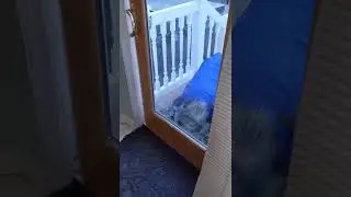 Pig opens back door  