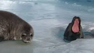 Being Different If You're A Weddell Seal In Antarctica