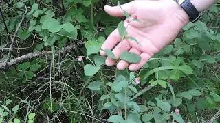 Plant Speed Dating - Snowberry (Symphoricarpus albus)