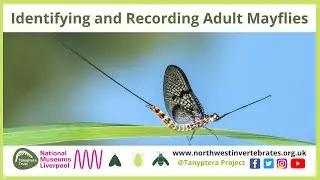 Identifying & Recording Adult Mayflies
