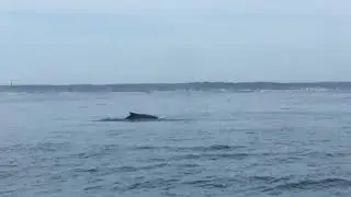 Humpback whale surface activity