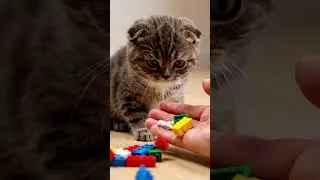 The Cat and the Reversal of the Lego Bricks. #asmr #reverse #cat #funny #Slowmotion #reversevideo