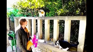 Feeding More Croatian Cats! #cat #catvideos #streetcats #straycats #catlovers