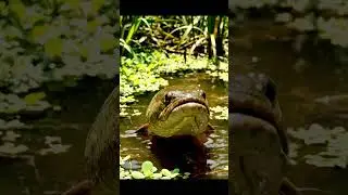 🔥 Fishbite 41 2K - You Won't Believe This! ✨