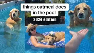 2024 Best Dog Swimming Shorts | Adria & Oatmeal