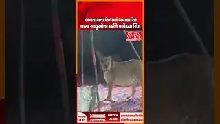 Lions arrive to see miraculous Naga saints at Bhavnath fair