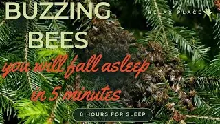 Bee sounds for sleep