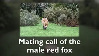 Mating call of the male red fox