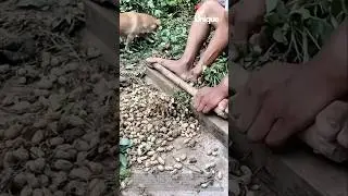 Peanut separation: removing peanuts from the plant by hand