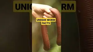 unique earthworms facts | amazing facts #amazingfacts #uniquefacts #earthworm