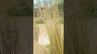 khanjo Nadi #viral #reels #viral_reels #jharkhand #river #tourism #khanjo_river #khanjo_nadi #video