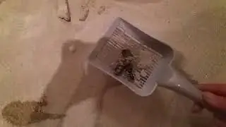 Tigerino Canada Katzenstreu live Test