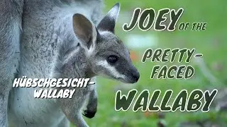 Pretty-faced Wallaby (Macropus parryi) - Mother with Joey [2]