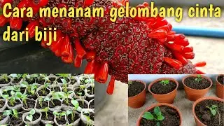 Cara menanam gelombang cinta dari biji