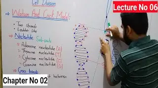 Watson Crick Model Of DNA Class 8 In Urdu Hindi By Haider Ali | Lec# No 6 | Ch# No 2 | Cell Division