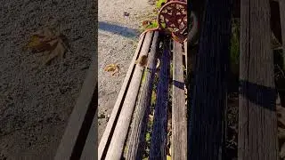 #shorts 🇬🇧 Cute Robin! Little beggar! Little Robin looking for food. Cute birds #funnyanimals