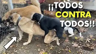 ¡El Kangal de Carlos causa un caos en el jardín con Rottweiler Sofia y Pitbull Efes!
