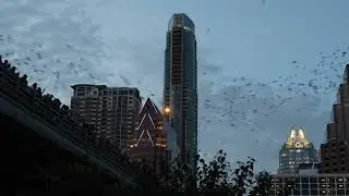 🦇 Incredible View: Millions of Bats stream from Congress Avenue Bridge in Austin! 🌆