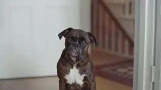 Clearscore Moose - Advert 11
