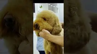 Spherical Teddy Bear Doodle Head #dog #grooming #doodle #teddybear