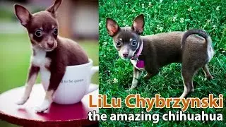 Pastor Nick Chybrznyski : Table Talk LiLu our Chihuahua : Smart Dog : Dance Dance Dance