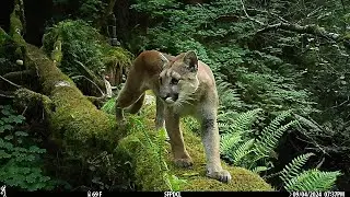 Cougar at Dusk - 6 angles - Browning Recon Force Elite HP5 & Strike Force Pro DCL Trail Cameras