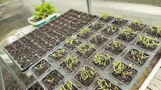 Seedlings update: multi sowing tomatoes, cold frame seed starting, new micro greenhouse!