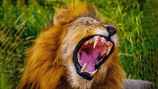 The Big Three: Lion, Leopard, and Cheetah | Wildlife Icons 101 | Mobile
