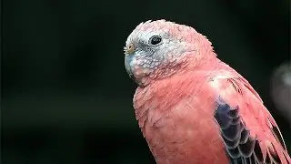 Bourke's Parakeet ~ Rosey Mutation (Neopsephotus bourkii)