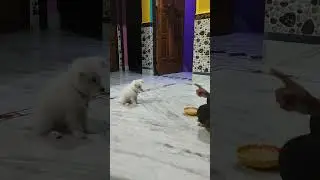 spitz puppy Food waiting training💕#dog #doglover #dogshorts #pet #doglife #trending #youtubeshorts