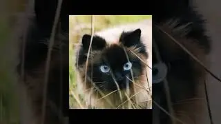 Brutal cat😱🥵#shorts #shortvedios #shortfeed #cats #cat #catvideos