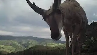 Pronghorn up close and personal! *🔊 Sound on! Watch to the end to hear a pronghorn breathing.*
