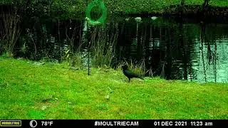 Grey Squirrels! Mallard Ducks! Steller's Jays! A Raven! (audio warning)
